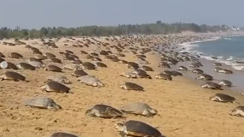 India: 700.000 tartarughe sono arrivate su una spiaggia per partorire – Ecco il video impressionante