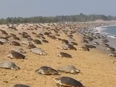 India: 700.000 tartarughe sono arrivate su una spiaggia per partorire – Ecco il video impressionante