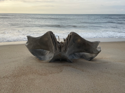 USA: teschio appartenente ad una creatura del peso di 40 tonnellate ritrovato su una spiaggia