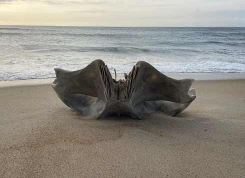 USA: teschio appartenente ad una creatura del peso di 40 tonnellate ritrovato su una spiaggia