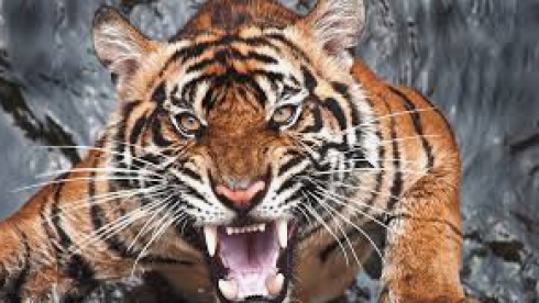 Un video estremamente raro mostra una tigre e i suoi cuccioli che banchettano con un coccodrillo appena ucciso