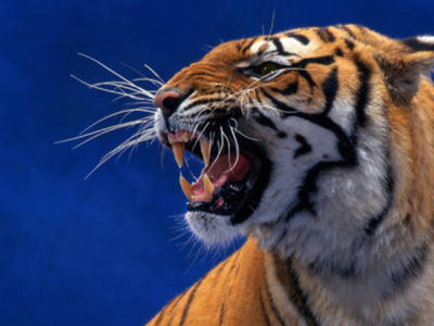 Specie minacciate di estinzione. Una tigre di Sumatra cattura e uccide un 16enne. 