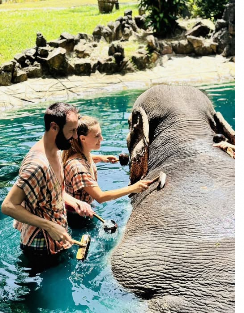 Un elefante “stressato” uccide una turista su un'isola di vacanza thailandese davanti al suo ragazzo