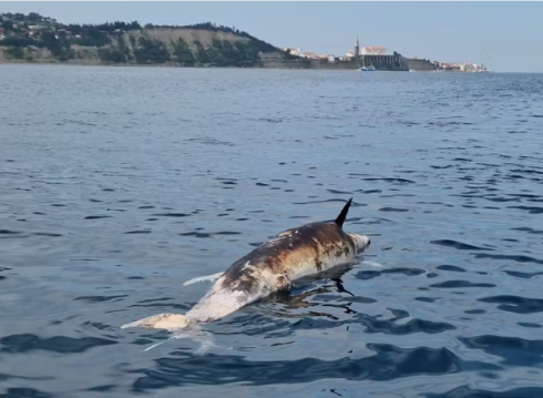 Mare Adriatico, scoperta scioccante nel Golfo di Trieste: delfino trovato morto ucciso da un colpo di pistola