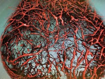 Ricercatori viennesi creano vasi sanguigni umani in laboratorio