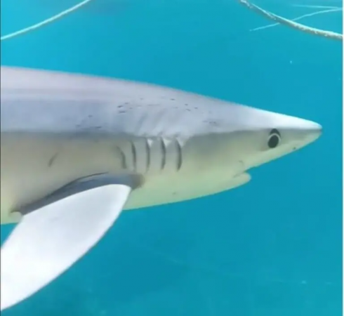 La Spezia, avvistato squalo di due metri a pochi metri dalla spiaggia