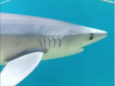 La Spezia, avvistato squalo di due metri a pochi metri dalla spiaggia