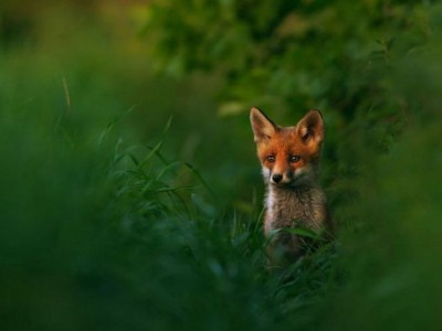 Le immagini terrificanti riprese da un drone di una battuta di caccia alla volpe nel Regno Unito. 