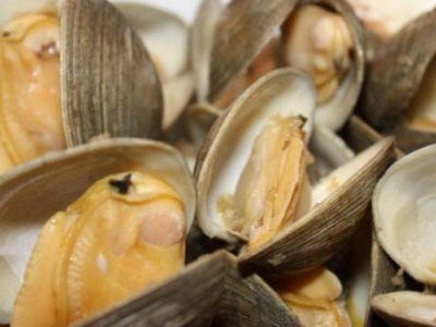 Vongole richiamate dopo il rilevamento di parametri microbiologici superiori ai limiti